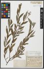 Foto von Salix alba L.
